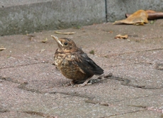 junge-Amsel-2010 001.jpg